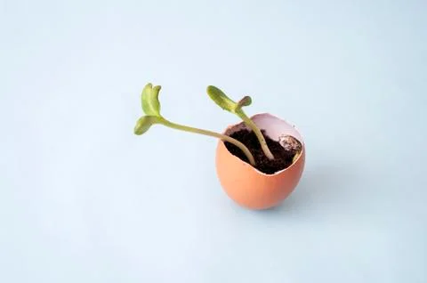 Fresh sprout, seedling in eggshell. Ecological garden Stock Photos