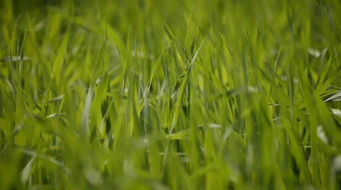 Fresh sprouts Stock Footage 25533945