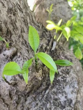 Fresh sprouts growing from a tree trunk up close, vibrant green leaves agai.. Stock Photos