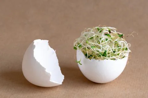 Fresh sprouts making a nest inside a white egg shell. Stock Photos