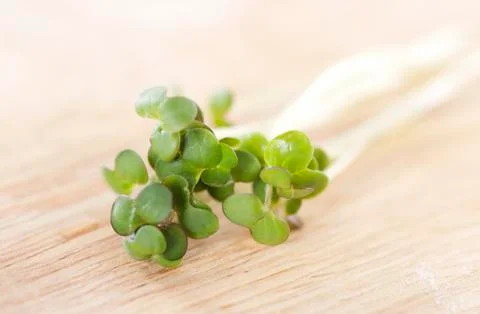 Fresh sprouts Stock Photos