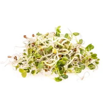 Fresh sprouts Stock Photos