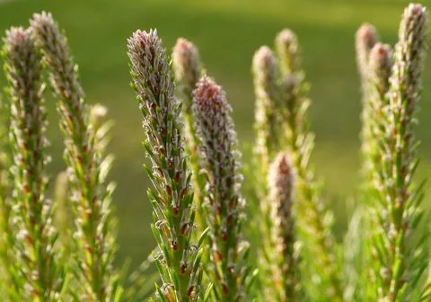 Fresh sprouts of a pine tree Stock Photos