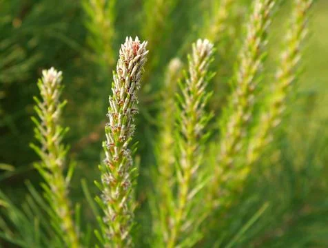 Fresh sprouts of a pine tree Foto stock