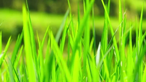 Fresh sprouts of rice plants slightly trembling in wind at rice terraces Stock Footage 75777953