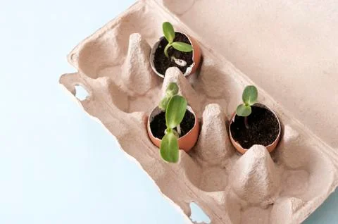 Fresh sprouts, seedling plants in eggshells. Gardening at home. Foto stock
