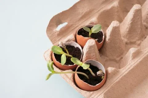 Fresh sprouts, seedling plants in eggshells. Garden at home. Growing vegetabl Stock Photos