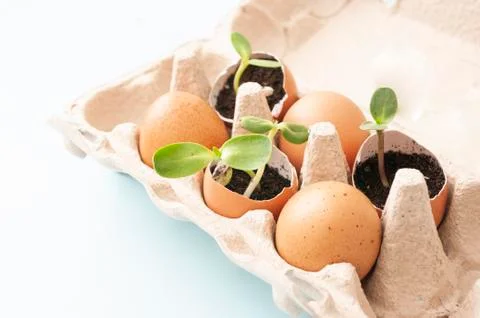 Fresh sprouts, seedling plants in eggshells. Gardening at home in quarantine  Stock Photos