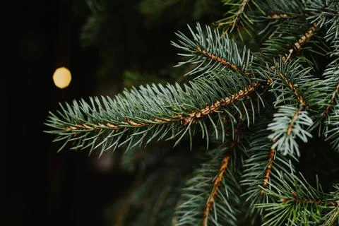Fresh spruce branches on a dark background. Stock Photos