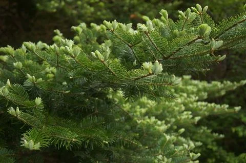 Fresh Spruce Branches Foto stock