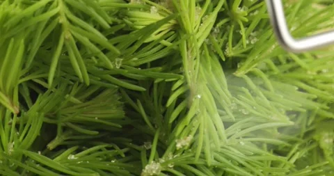 Fresh spruce tips and brown cane sugar Stock Footage 200790402