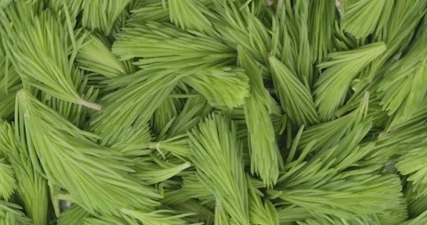 Fresh spruce tips closeup rotating Stock Footage 165733518