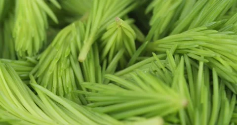 Fresh spruce tips closeup rotating Stock Footage 205475139
