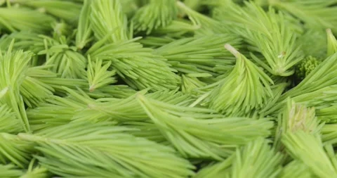 Fresh spruce tips closeup rotating Stock Footage 205507872