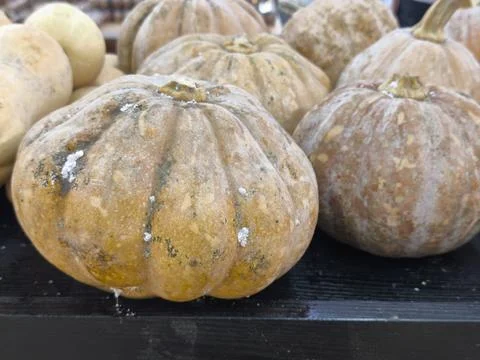 Fresh squash on a market table. Photos