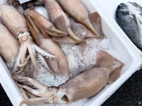 Fresh squid and fish on ice displayed at seafood market Stock Photos