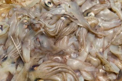 Fresh Squid Background Pattern Stock Photos