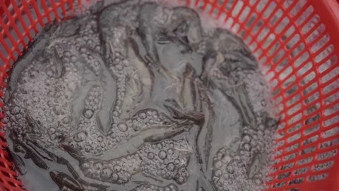 Fresh squid in basket at local seafood market Stock Footage 341104186