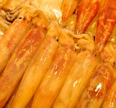 Fresh squid closeup Stock Photos