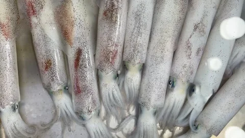 Fresh Squid Display Stock Footage 310821841