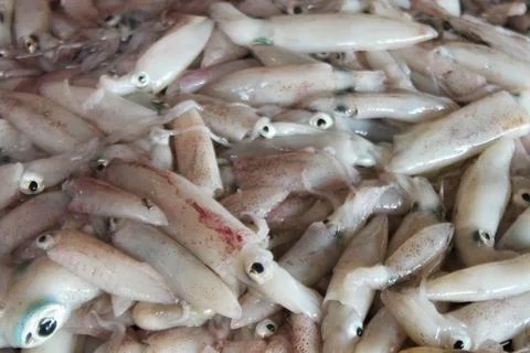 Fresh Squid Display at Local Seafood Market Tanjung Lesung Beach Indonesia Stock Photos