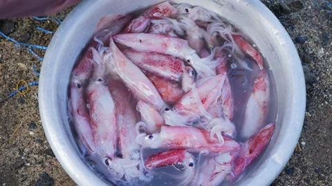 Fresh squid Stock Footage 140269997