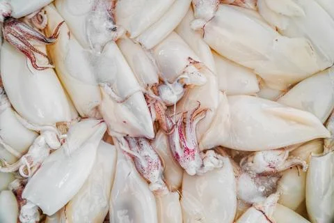 Fresh squid on ice Stock Photos