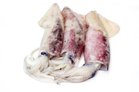 Fresh squid isolated on white background Stock Photos