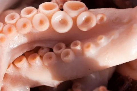 Fresh squid Photos