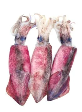 Fresh squid Foto stock