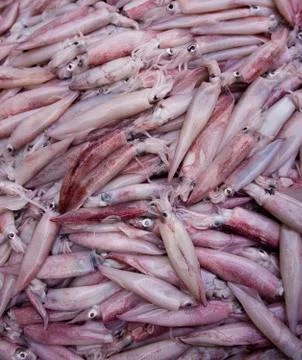 Fresh squid Stock Photos