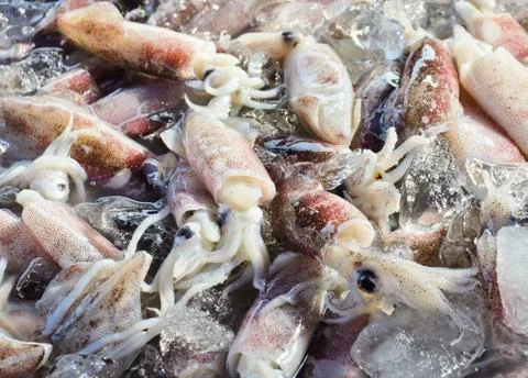 Fresh squid Stock Photos