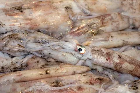 Fresh squid Stock Photos