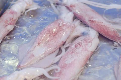Fresh Squid 스톡 사진
