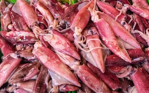 Fresh Squid Stock Photos