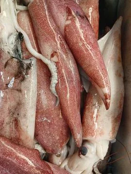 Fresh squid Stock Photos