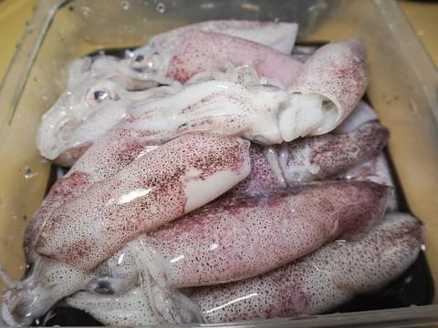 Fresh squid Stock Photos