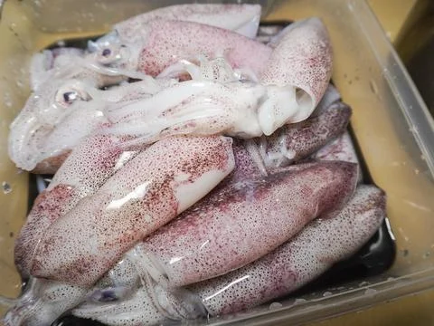 Fresh squid Stock Photos