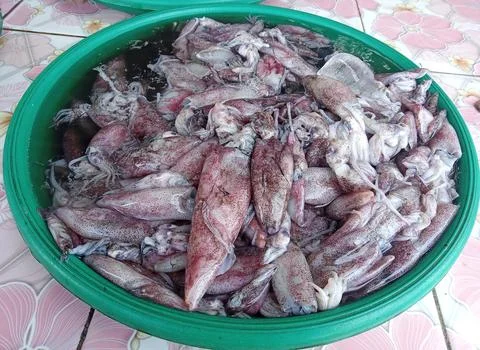 Fresh squid Stock Photos