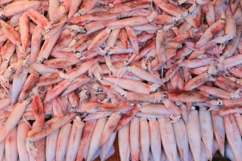 Fresh squid. Seafood Stock Photos