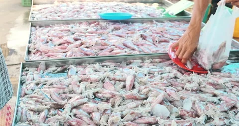 Fresh squid sell in local seafood market Stock Footage 229851886