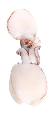 Fresh squid on a white background Stock Photos