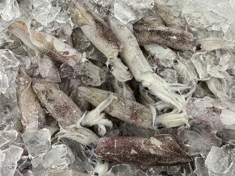Fresh squids covered with ice cube. Seafood concept. Stock-Fotos