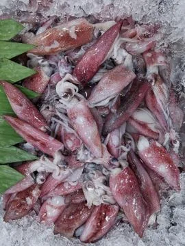 Fresh squids in a ice box Stock Photos