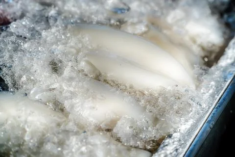 Fresh squids on ice Stock Photos