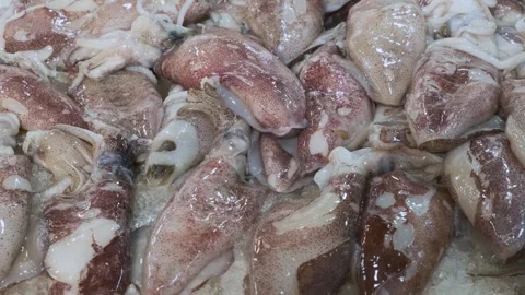 Fresh squids lying on ice counter at seafood market in Athens, Greece. Open Stock Footage 259293675