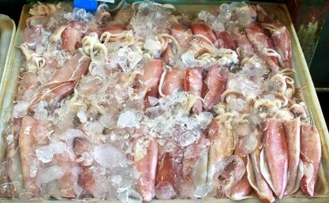 Fresh squids Stock Photos