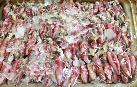 Fresh squids 스톡 사진