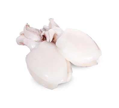 Fresh squids on white background Stock Photos