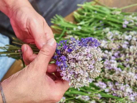Fresh stalks of levander are binding into bunches Stock Photos